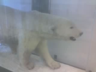 Polar Bear Mascot. Click for full size. Polar Bear Mascot image. Click for full size.