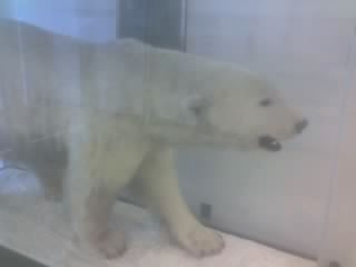 Polar Bear Mascot image. Click for full size.