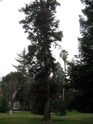 Elbridge L. Hawk Memorial Tree. Click for full size. Elbridge L. Hawk Memorial Tree image. Click for full size.