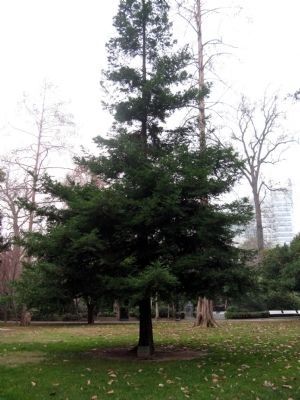 The Memorial Tree image. Click for full size.