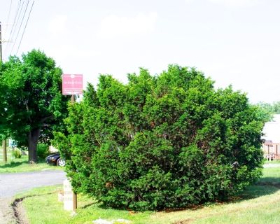 Stop 26, Darkesville Historic District Sign Near Marker image. Click for full size.