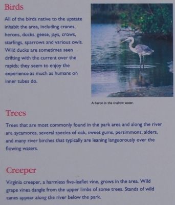 Irvin Pitts Park Marker - Birds, Trees, and Creeper image. Click for full size.