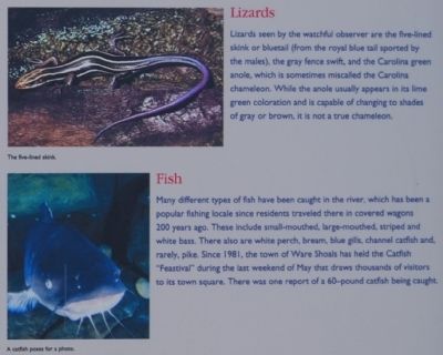 Irvin Pitts Park Marker - Lizards and Fish image. Click for full size.