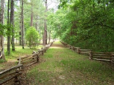 Rivers Bridge State Historic Site , the road up from the Salkewatchie River image. Click for full size.