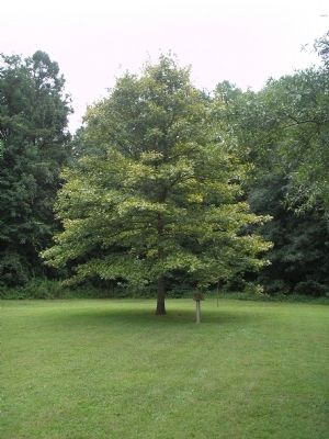 Liberty Oak Tree. Click for full size. Liberty Oak Tree image. Click for full size.