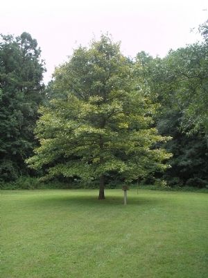 Liberty Oak Tree image. Click for full size.
