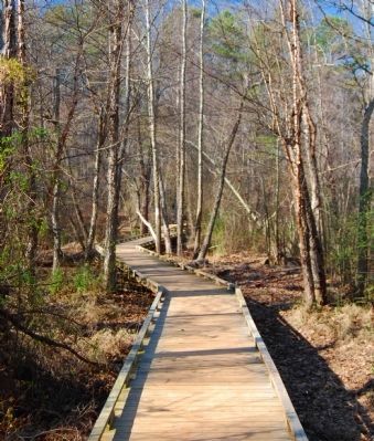 Lake Conestee Nature Park -<br>One of Several Boardwalks in the Park image. Click for full size.