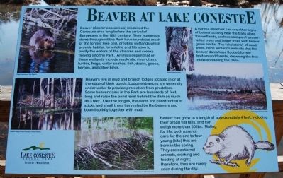 Beaver at Lake Conestee Marker image. Click for full size.