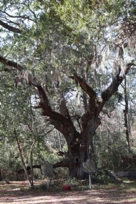 Captain William McIntosh Marker under the Oak Tree as mentioned. Click for full size. Captain William McIntosh Marker under the Oak Tree as mentioned image. Click for full size.