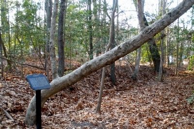 Digging In Marker behind Union entrenchments.. Click for full size. Digging In Marker behind Union entrenchments. image. Click for full size.