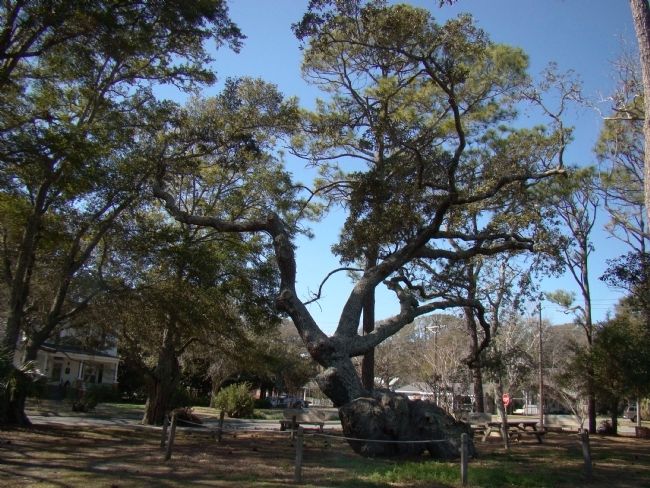 Southport's Indian Trail Tree. Click for full size. Southport's Indian Trail Tree image. Click for full size.