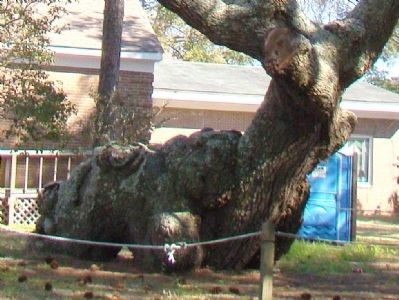 Indian Trail Tree Trunk. Click for full size. Indian Trail Tree Trunk image. Click for full size.