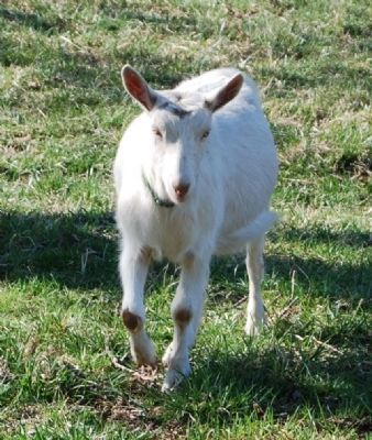 Emerald Farm -<br>One of the Farm's Saanen Goats image. Click for full size.