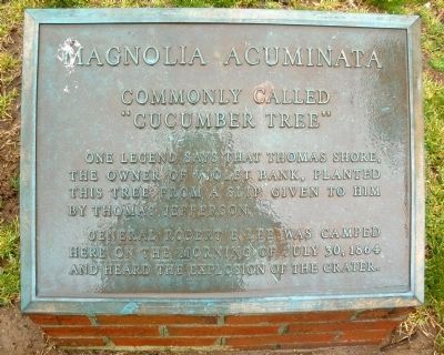 Magnolia Acuminata Marker image. Click for full size.