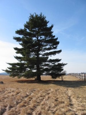 The Memorial Tree. Click for full size. The Memorial Tree image. Click for full size.
