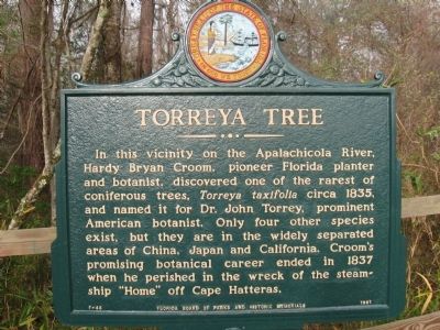 Torreya Tree Marker image. Click for full size.