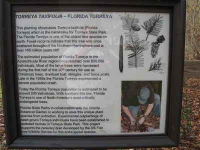 Torreya Tree Marker Informative Sign image. Click for full size.