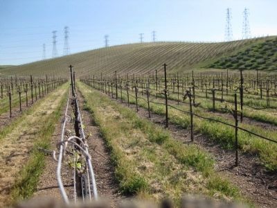 Murrieta's Well Winery Vineyards image. Click for full size.