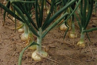 Vidalia Sweet Onions image. Click for full size.