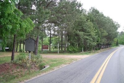 Piney Grove on The Glebe Lane (facing east). image. Click for full size.