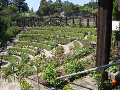 Berkeley Rose Garden - Interior from the Southeast image. Click for full size.