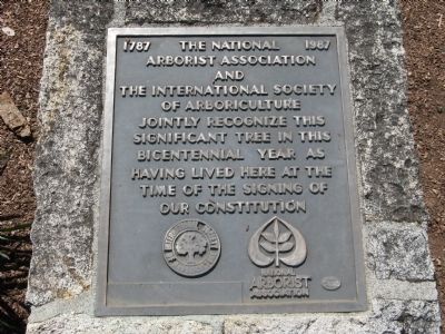 Plaque Located at the Tree image. Click for full size.