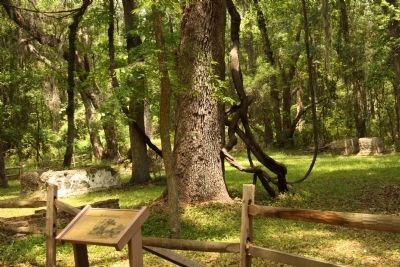 Frederica 's Old Burial Ground image. Click for full size.