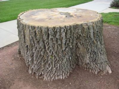 White Ash Tree Stump image. Click for full size.