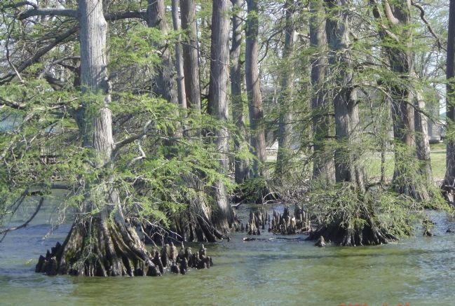 Cypress Trees in the Lake image. Click for full size.