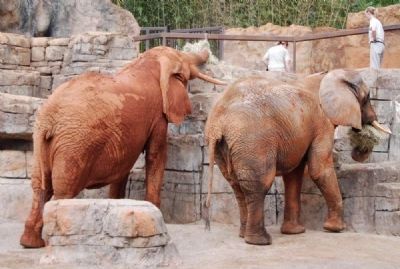 Joy and Ladybird<br>Elephant in the Greenville Zoo image. Click for full size.