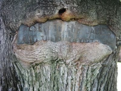 Sign Embedded in Tree Behind Marker. Click for full size. Sign Embedded in Tree Behind Marker image. Click for full size.