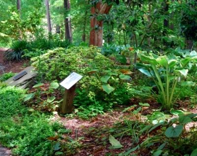 Hosta Garden Donors with<br>Chuck and Betty Cruickshank Hosta Garden Marker. Click for full size. Hosta Garden Donors with<br>Chuck and Betty Cruickshank Hosta Garden Marker image. Click for full size.