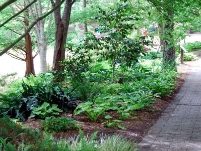 The Charles and Betty Cruickshank Hosta Garden. Click for full size. The Charles and Betty Cruickshank Hosta Garden image. Click for full size.
