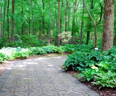 The Charles and Betty Cruickshank Hosta Garden. Click for full size. The Charles and Betty Cruickshank Hosta Garden image. Click for full size.