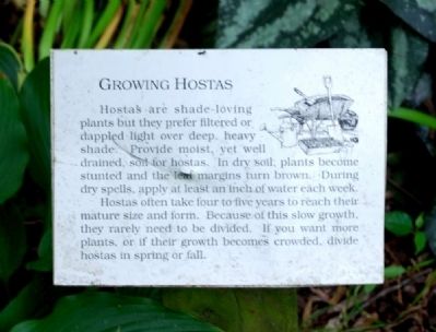 Growing Hostas Marker. Click for full size. Growing Hostas Marker image. Click for full size.
