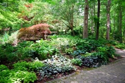 The Charles and Betty Cruickshank Hosta Garden image. Click for full size.