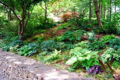 The Charles and Betty Cruickshank Hosta Garden. Click for full size. The Charles and Betty Cruickshank Hosta Garden image. Click for full size.