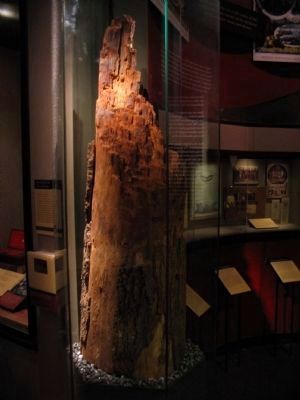 Oak Tree Felled by Bullets. Click for full size. Oak Tree Felled by Bullets image. Click for full size.