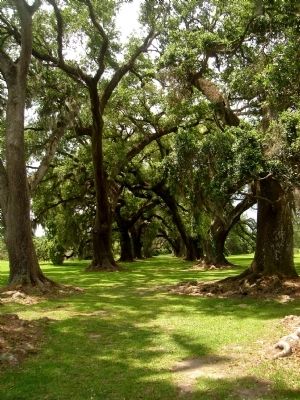 Live oaks across the road from Sacred Heart image. Click for full size.