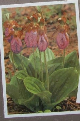 Pink Ladyslipper image. Click for full size.