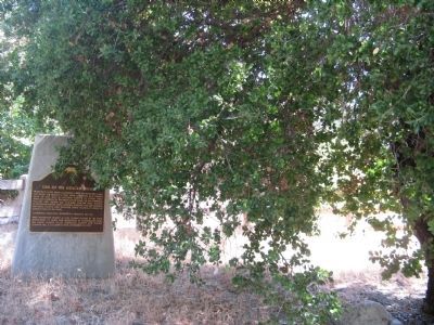 Oak of the Golden Dream Marker. Click for full size. Oak of the Golden Dream Marker image. Click for full size.