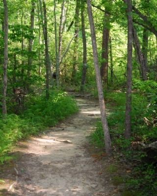 Paris Mountain State Park -<br>Sulphur Springs Trail image. Click for full size.