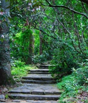 Paris Mountain State Park -<br>Rhododendron Path East of the Center. Click for full size. Paris Mountain State Park -<br>Rhododendron Path East of the Center image. Click for full size.