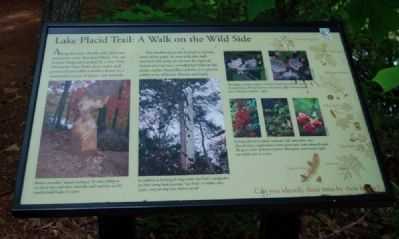 Lake Placid Trail: A Walk on the Wild Side Marker<br>5th marker in the Park's Wayside Marker's Trail image. Click for full size.