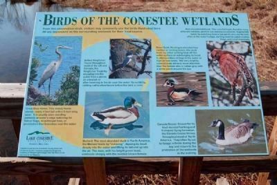 Birds of the Conestee Wetlands Marker image. Click for full size.