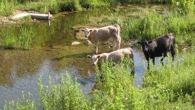 Local inhabitants of Honey Creek. Click for full size. Local inhabitants of Honey Creek image. Click for full size.