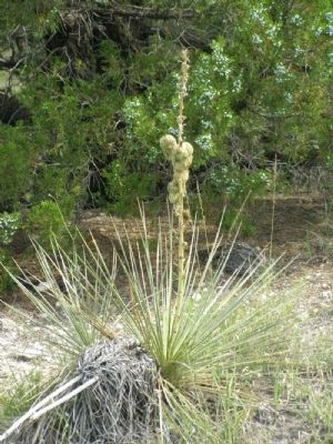 Yucca image. Click for full size.