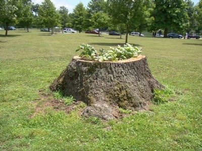 The Remains of the Bicentennial Oak at Franklin Park in Columbus image. Click for full size.