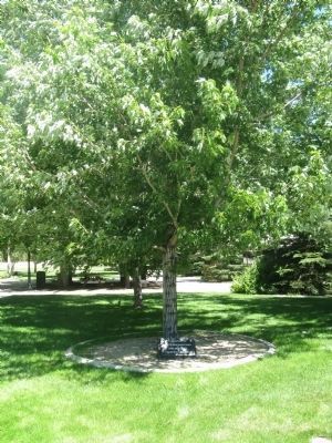 Max Bennett Memorial Tree. Click for full size. Max Bennett Memorial Tree image. Click for full size.