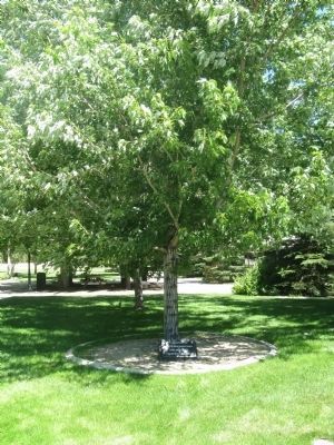 Max Bennett Memorial Tree image. Click for full size.